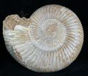 Perisphinctes Ammonite - Jurassic #7377-2